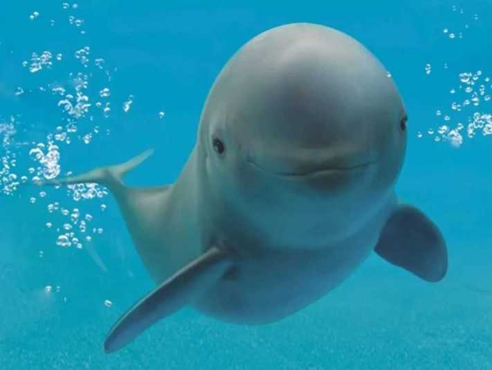 The "Giant Panda of the Water": Yangtze Finless Porpoises