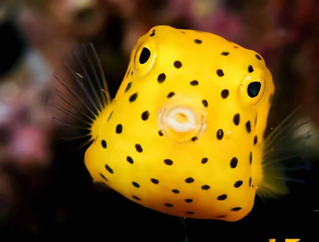 The Quirky Boxfish: A Living Underwater Cartoon in Tropical Reefs