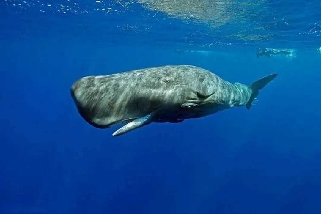 Sperm Whales: Titans of the Deep with Complex Lives