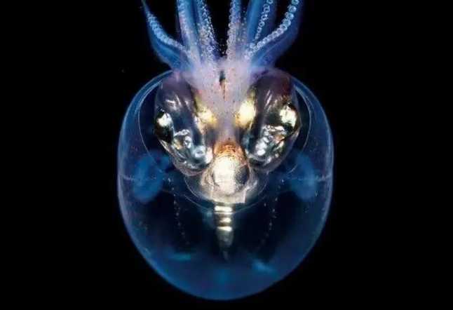 Glass Squid: The Transparent Predators of the Tropical Depths