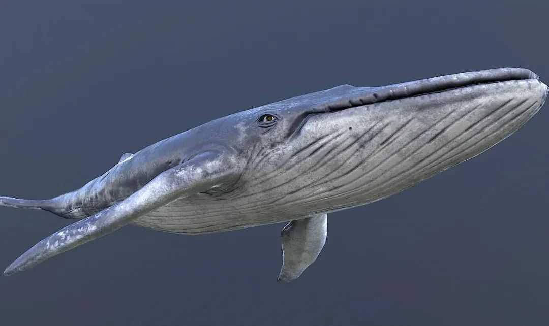 Blue Whales: The Gentle Titans of the Ocean