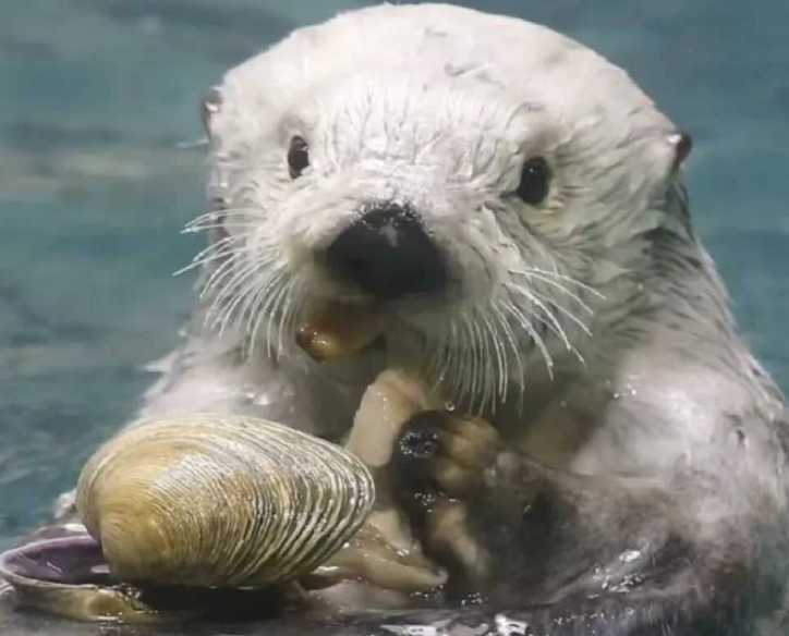 The Playful Engineers of the North Pacific: Adorable Sea Otters