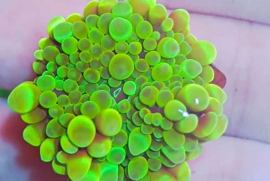 Metarhodactis sp.: The Enchanting "Mushroom Garden" of the Indian Ocean