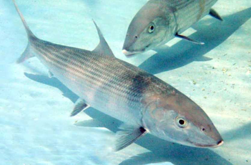 The Elusive Roundjaw Bonefish: A Marvel of the Indo - Pacific Shores