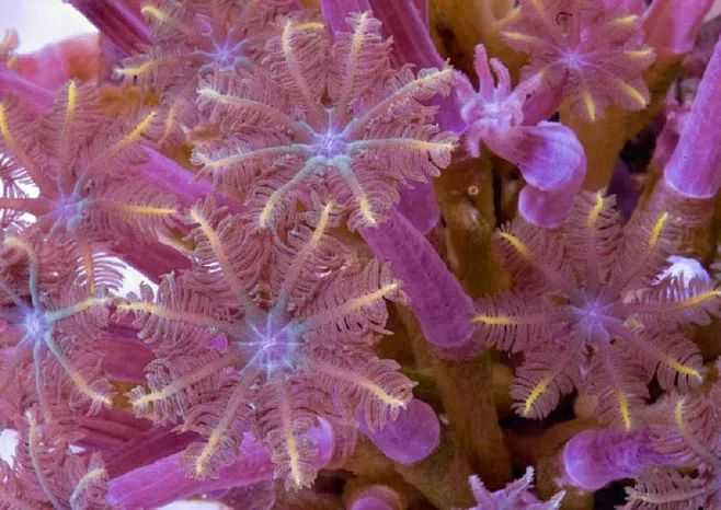 Clavularia spp.: The Alluring Gloves of the Ocean Floor