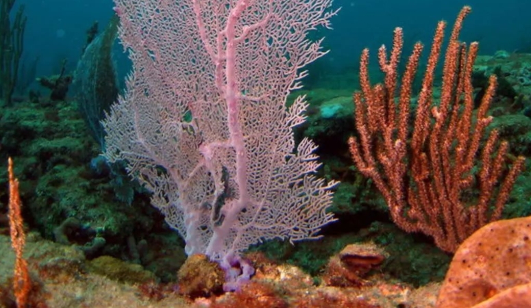 Melithaea spp.: The Graceful Fan Corals of Tropical Reefs