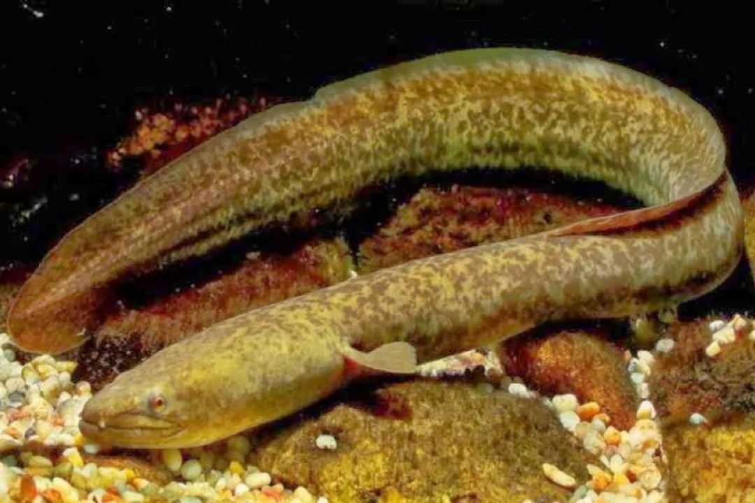 Anguilla marmorata: The Mysterious Marbled Eel of the Indo - Pacific