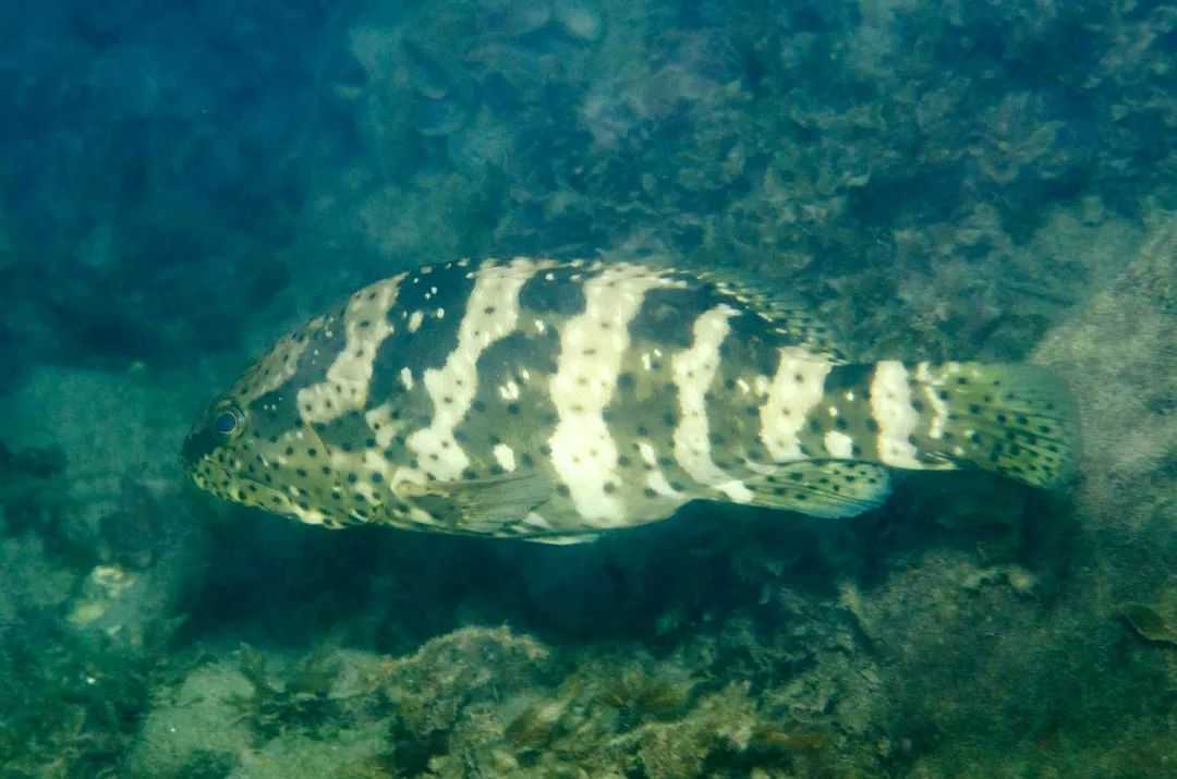 Epinephelus coioides: The Resilient "Green Grouper" of Tropical Waters
