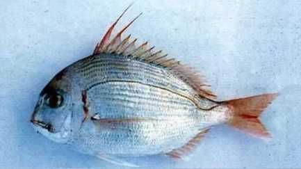 Paerargyrops edita: The Shallow-Water Snapper of the North Pacific