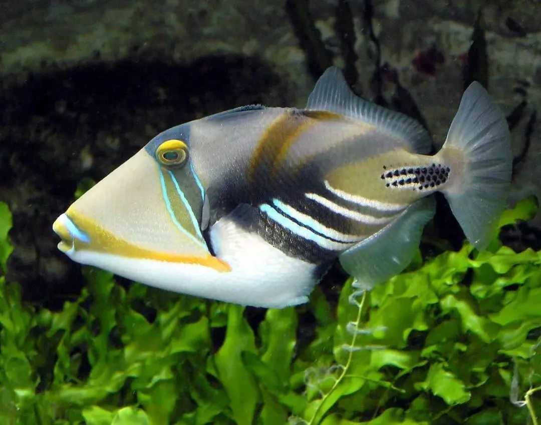 Rhinecanthus aculeatus: The Vividly Striped Triggerfish of Tropical Reefs