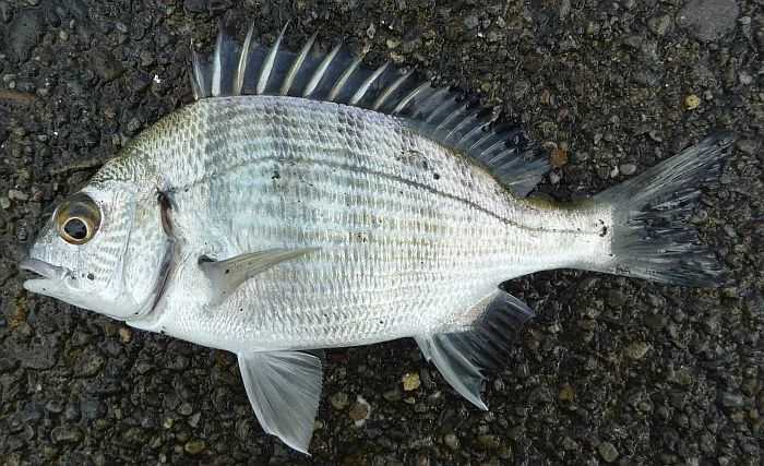 Acanthopagrus schlegelii: The Majestic Black Sea Bream of Coastal Waters