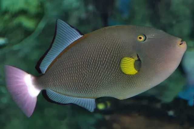 Melichthys vidua: The Dazzling Red-Tailed Triggerfish of Tropical Reefs