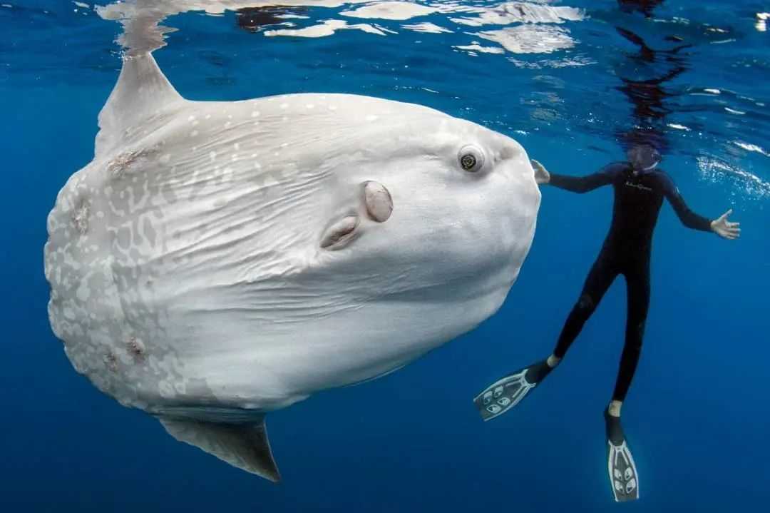 The Quirky Ocean Sunfish: A Mysterious Giant of the Seas
