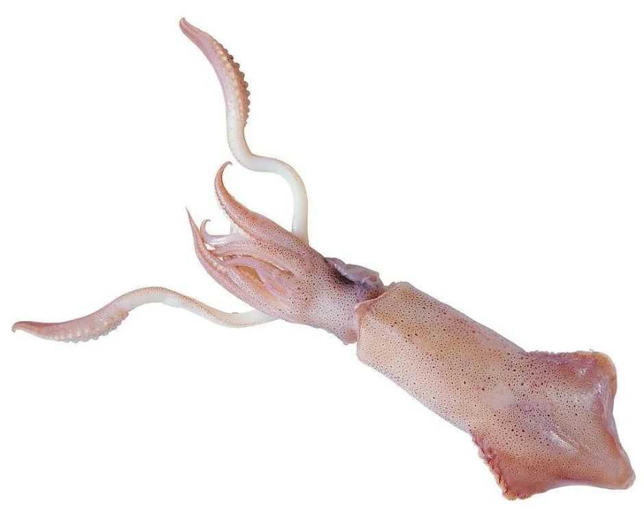 Squid: The Agile Cephalopods of the Open Seas