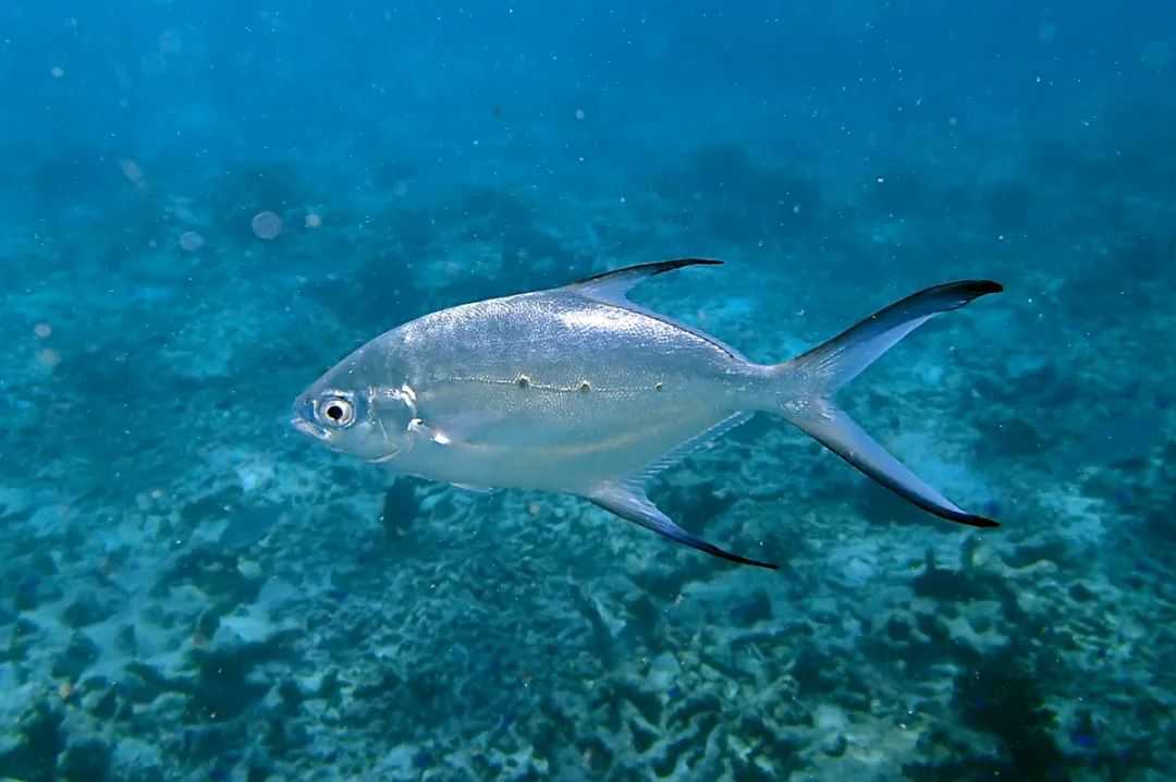 Trachinotus baillonii: The Alluring Small-Spotted Dart of the Indo-Pacific