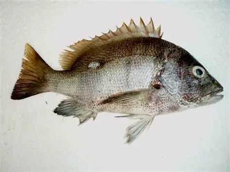 Lutjanus stellatus: The Star-Spotted Snapper of Coral Reefs