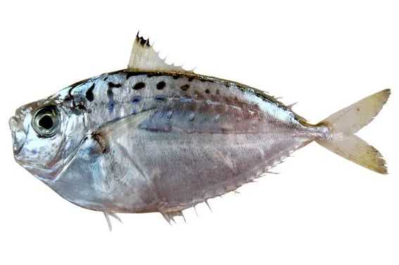Secutor insidiator: The Broad-Bodied Ponyfish of Tropical Seas