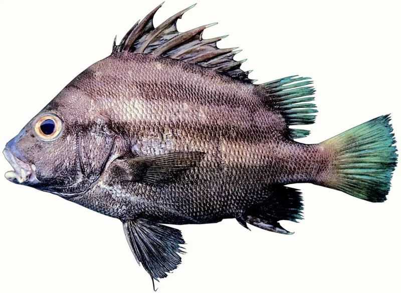 Hapalogenys mucronatus: The Oblique-Banded Beard Croaker of Asian Coastal Waters