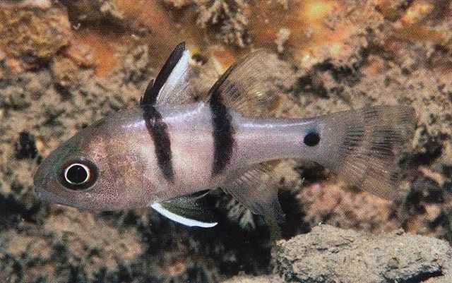 Apogon kiensis: The Pendant-Banded Cardinalfish of Tropical Reefs
