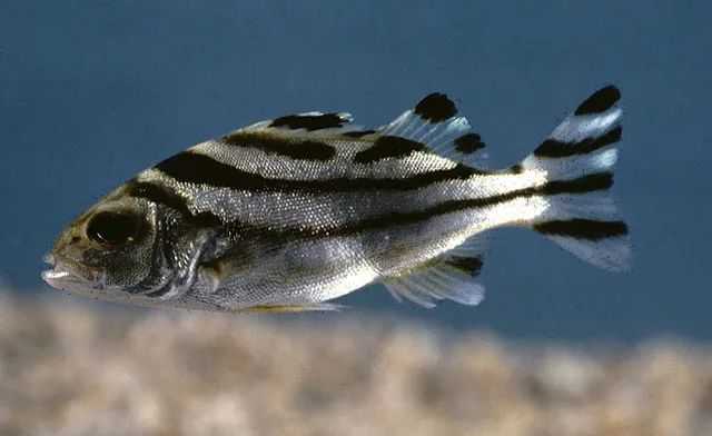 Terapon jarbua: The Crescent Grunter of Coastal Waters