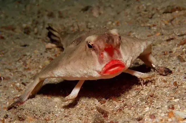 The Galapagos Walking Fish: A Species That 'Walks' on the Ocean Floor Instead of Swimming