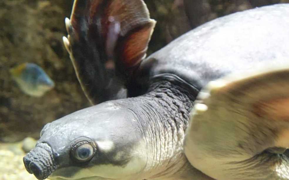 The Pig-Nosed Turtle: A Unique Reptile Named for Its Snout, Easy to Keep but Prone to Illness