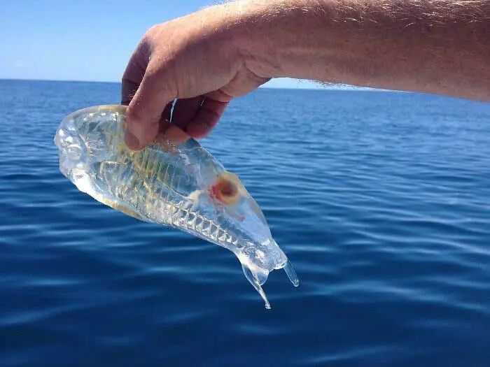 The Transparent "Sea Salp": Gelatinous Marvel Thriving in Frigid Southern Oceans