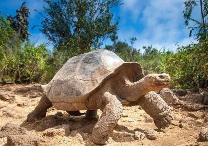 Giant Tortoise Thought Extinct for Over a Century Rediscovered in Galapagos